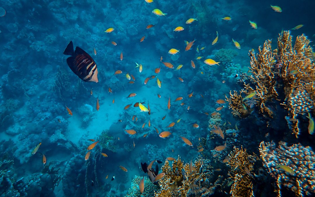 ISQ revoluciona formação digital no setor marítimo com plataforma inovadora no Portugal Blue Digital Hub